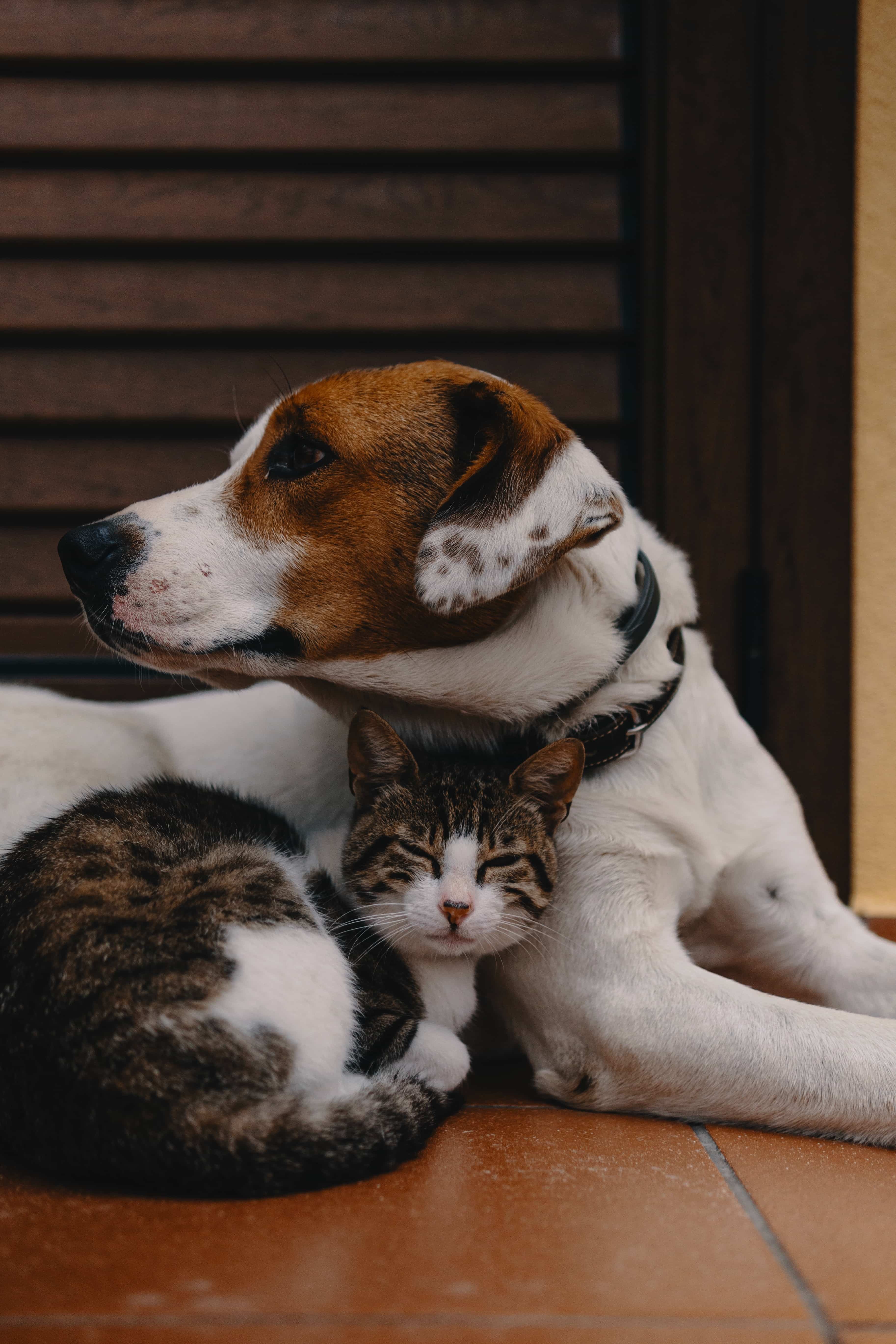 A cat and dog snuggling at home